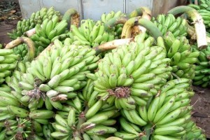 Matooke from Uganda